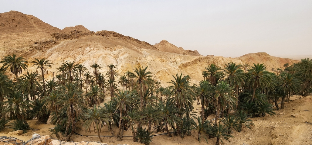 Lush oasis with palm trees and arid hills.