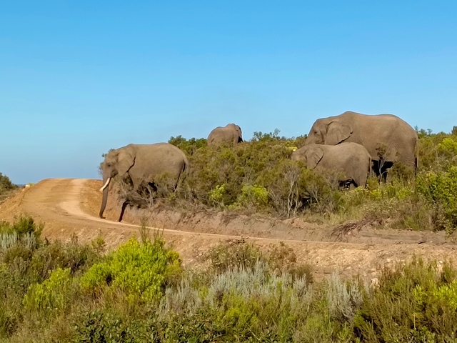 Herd of elephants roaming a natural habitat.