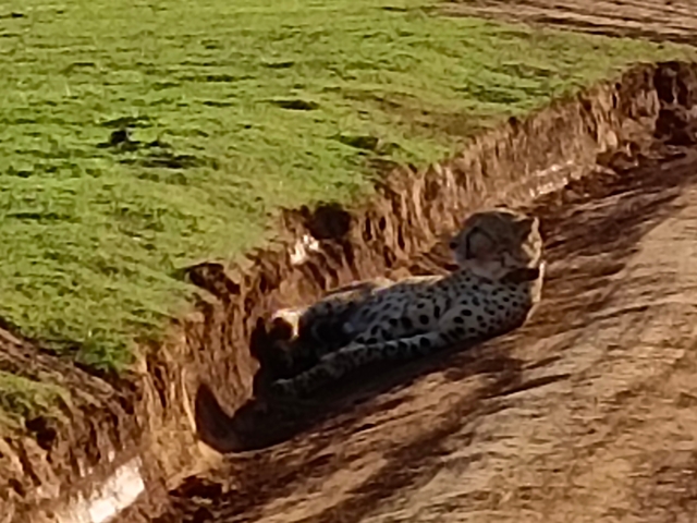 Cheetah lying in a dirt path.