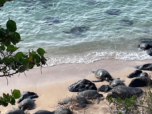 Sea turtles resting on a sandy beach.