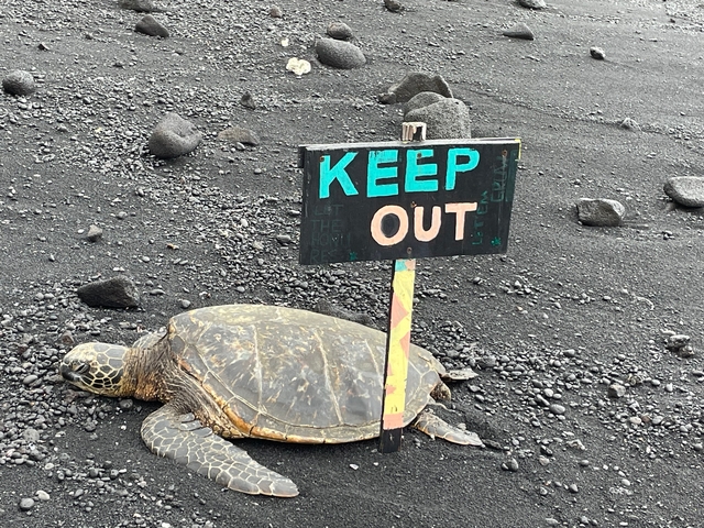 Sea turtle next to a 'KEEP OUT' sign on volcanic sand.