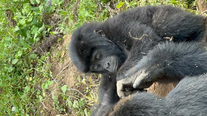 Gorilla lying on the ground within lush vegetation.