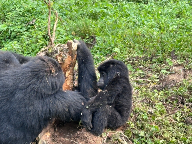 Gorilla and baby feeding in natural habitat.