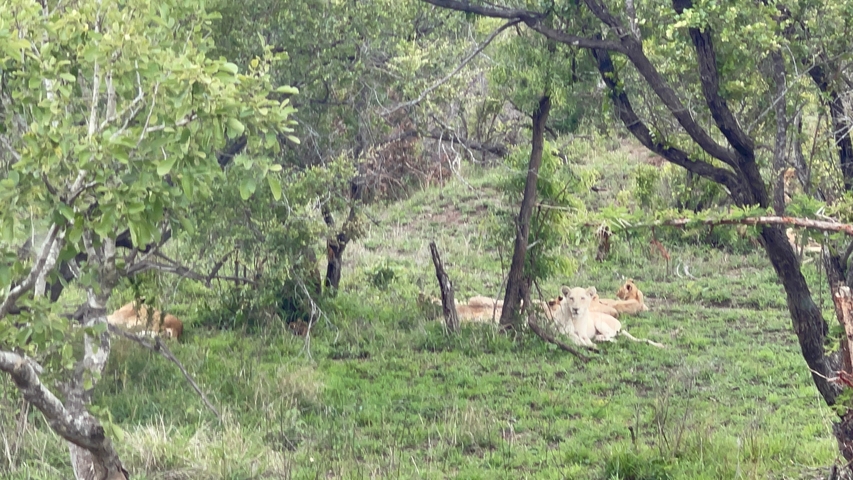 Lions resting in a green area among trees.