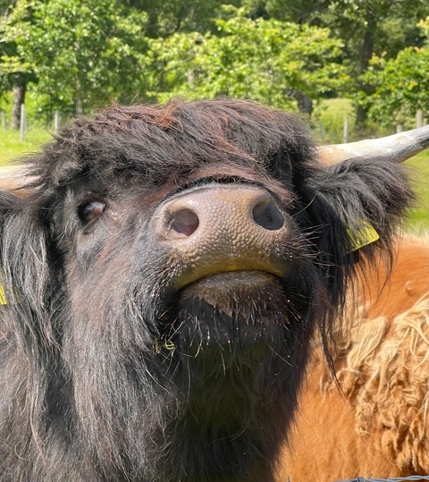 A close-up of a Highland cow's face.