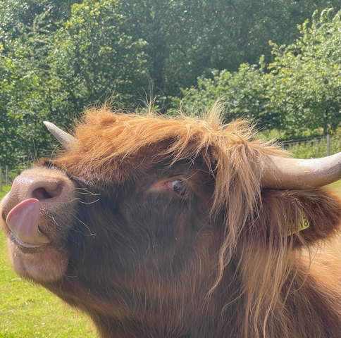 A close-up of a Highland cow with its tongue sticking out.