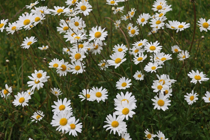 A field of white daisies with yellow centers.