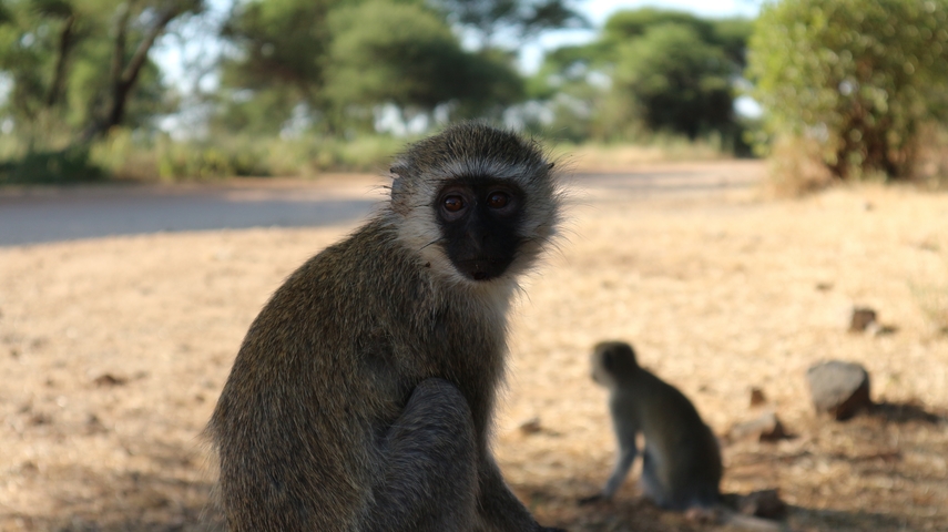 Monkeys sitting on a dirt path in a natural area.