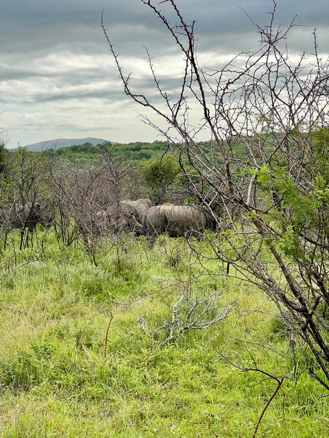 Rhinos grazing among bushes in a natural reserve.