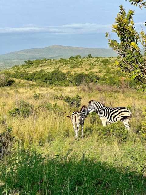 Two zebras interacting in the wild.