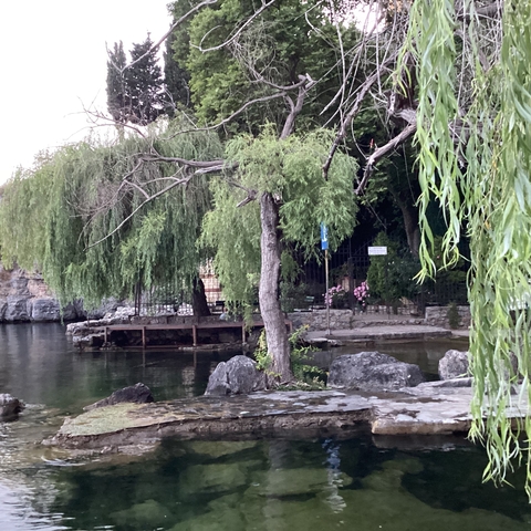 Lush vegetation by a lake with rocks and trees.