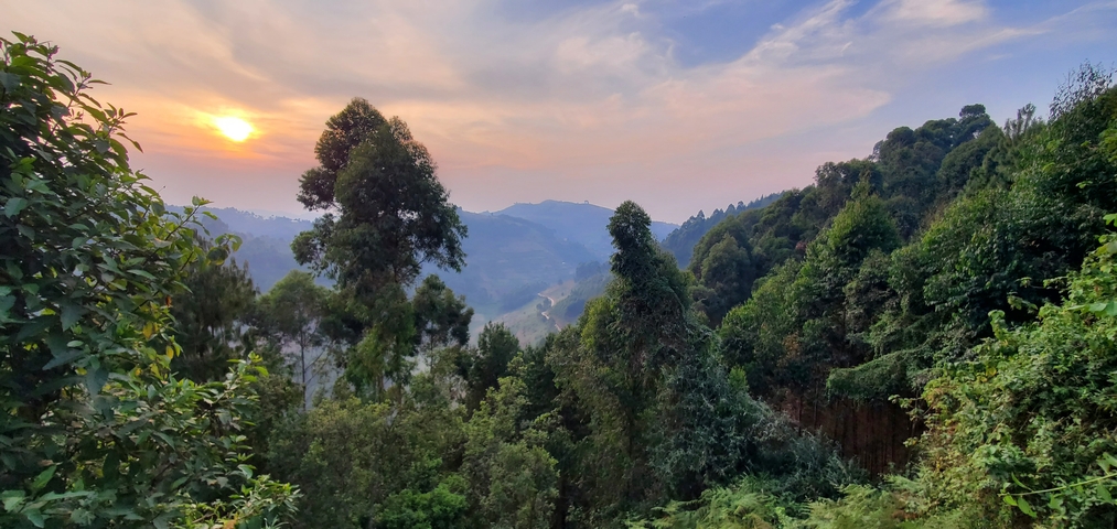 Sunset view through dense trees overlooking mountains.