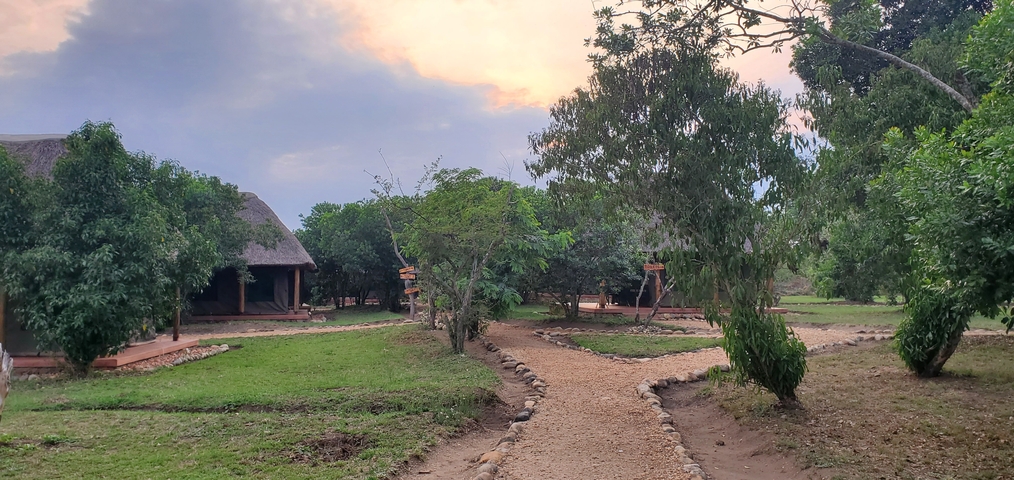 Pathway leading to traditional thatched roof buildings surrounded by greenery.