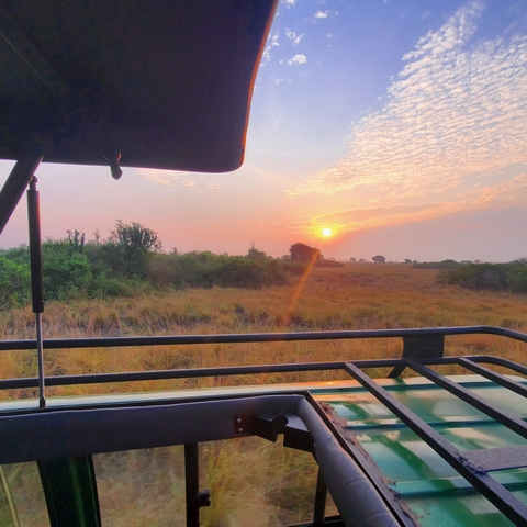 Sunset view from a safari vehicle with grasslands and trees.