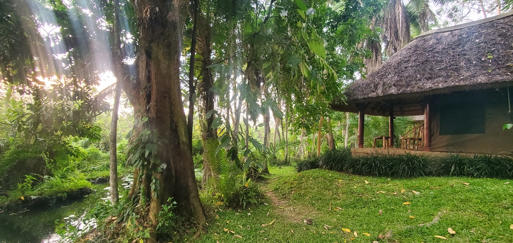 Traditional hut surrounded by dense jungle greenery.