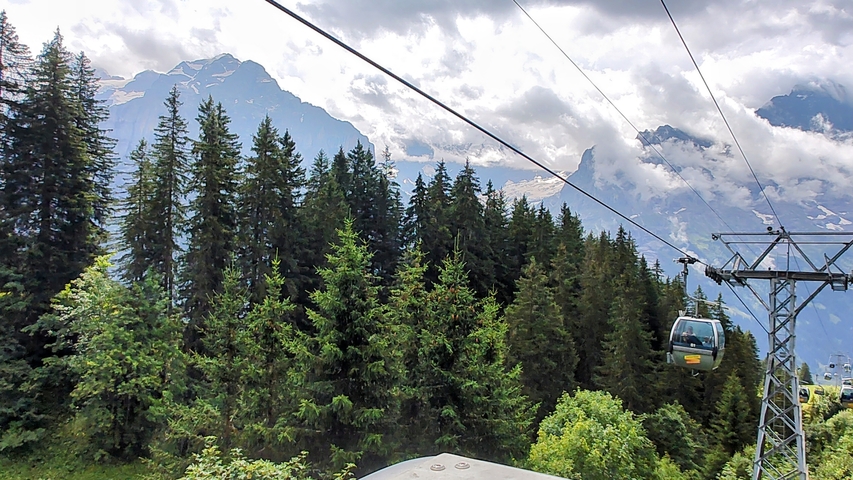 Cable cars moving over lush green fir trees with mountains in the distance.