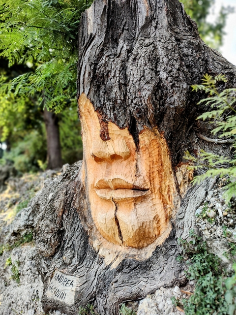 Tree with carved face sculpture on its trunk.