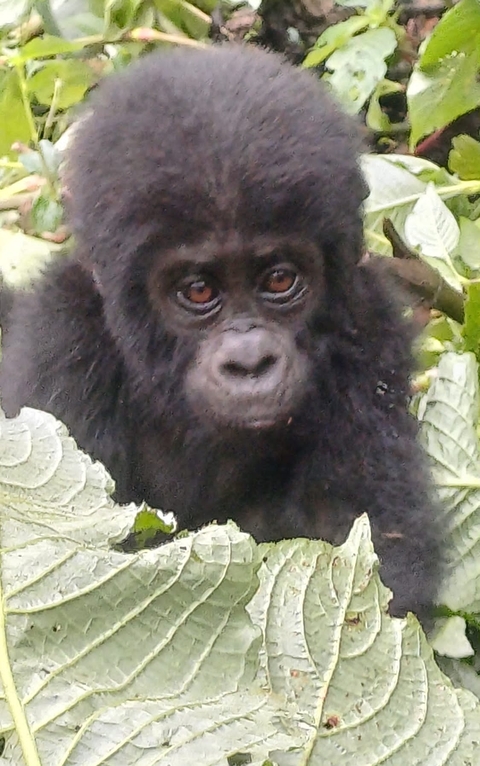 Close-up of a gorilla among leaves.
