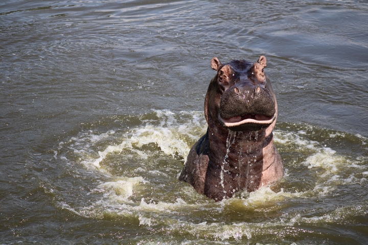 Hippo surfacing in water.