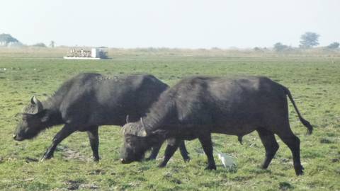 Two buffaloes grazing in a grassy field with distant trees.
