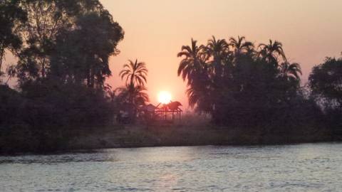 Sunset with trees silhouetted against the sun.