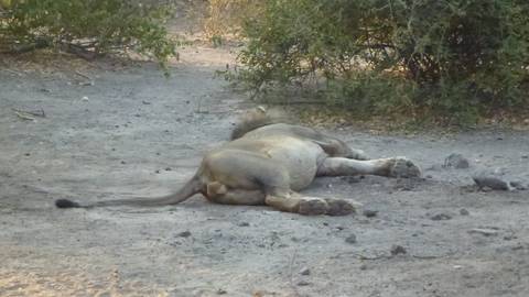 Lion resting on the ground in a natural habitat.
