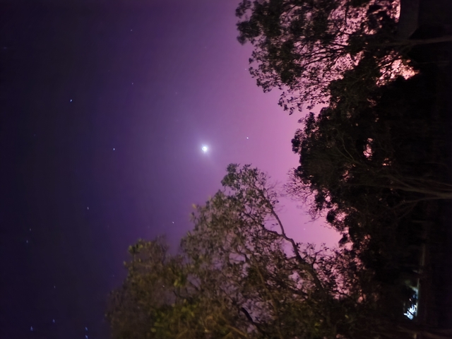 Night sky with stars seen through tree canopy.