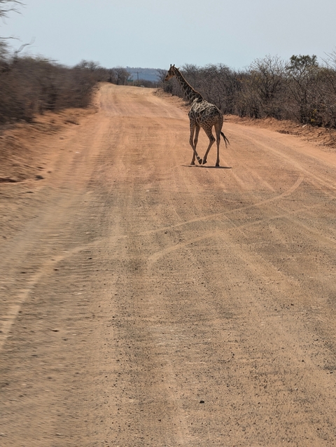 A lone giraffe crossing a dirt road in the savannah.