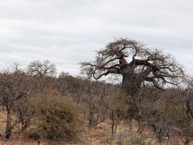 Large baobab tree surrounded by dry bushes.