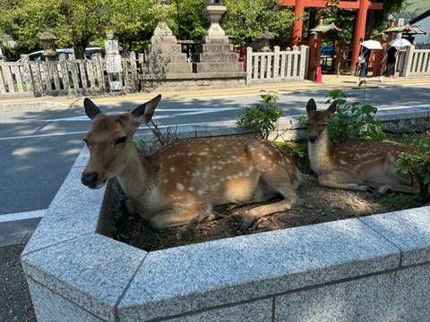Two deer resting in a park area.
