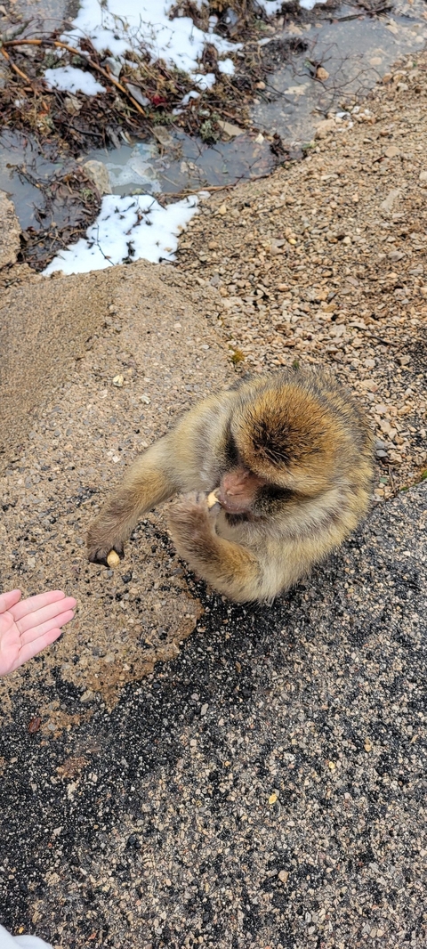 Close-up of a monkey eating on a rocky surface.