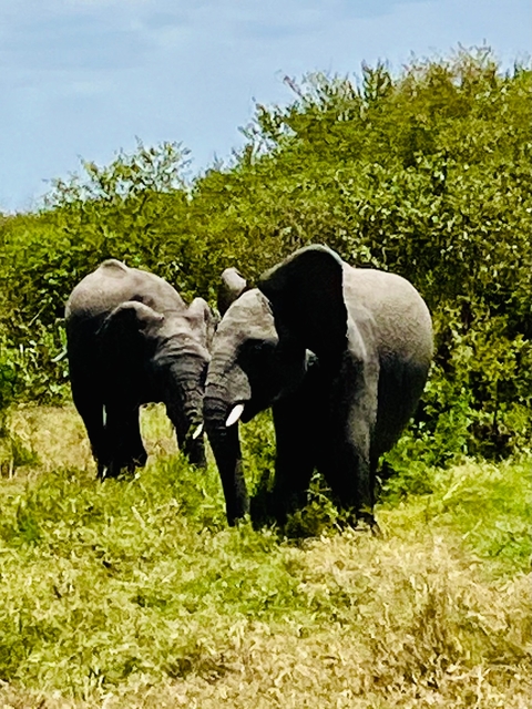 Two elephants standing close together.