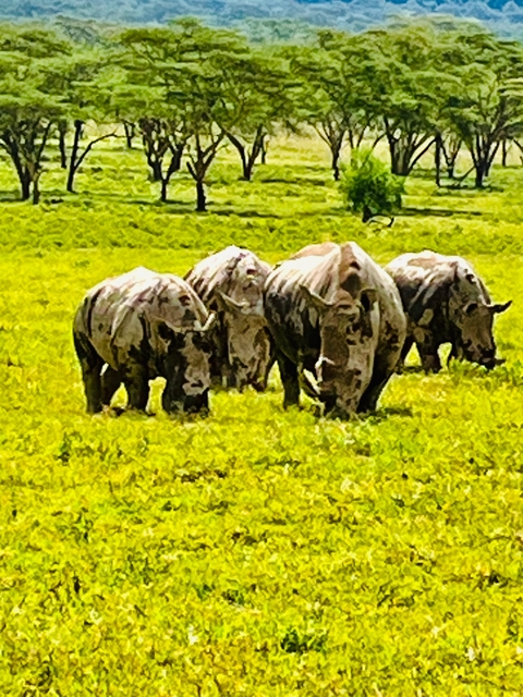 Group of rhinos grazing in a field.