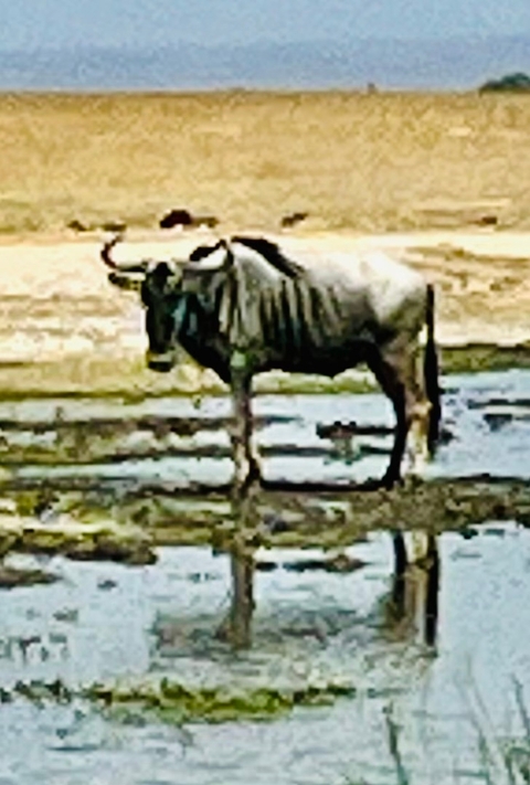 Photo d'avis client sur 12 jours de safari en lodge de luxe au Kenya et en Tanzanie