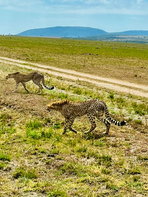 Two cheetahs walking in the wild.