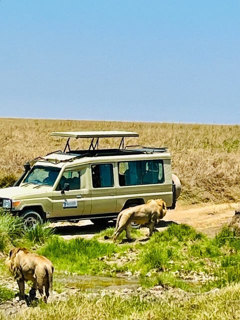 Lion resting next to a safari vehicle.