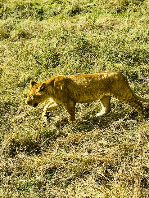 Young lion walking through grass.