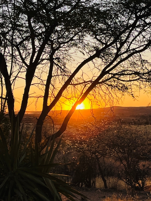 Stunning sunset silhouetted by trees.