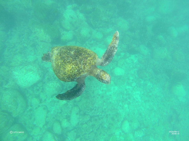 A sea turtle swimming underwater.