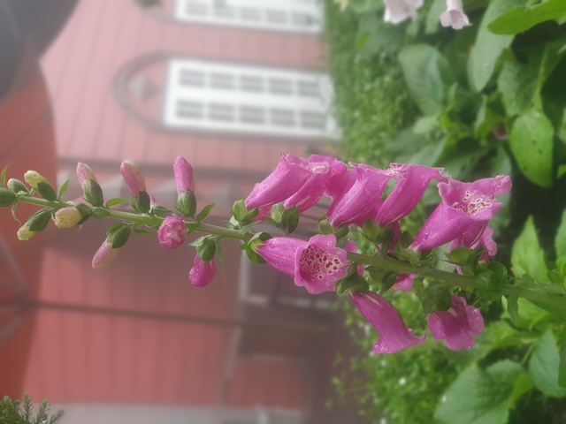 Pink flowers in front of a red building.