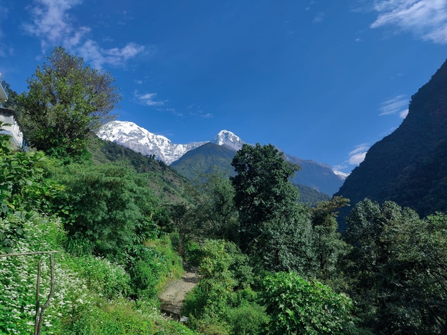 View of mountains framed by vibrant greenery.