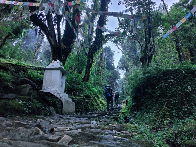 Hikers climbing stone steps through dense forest.