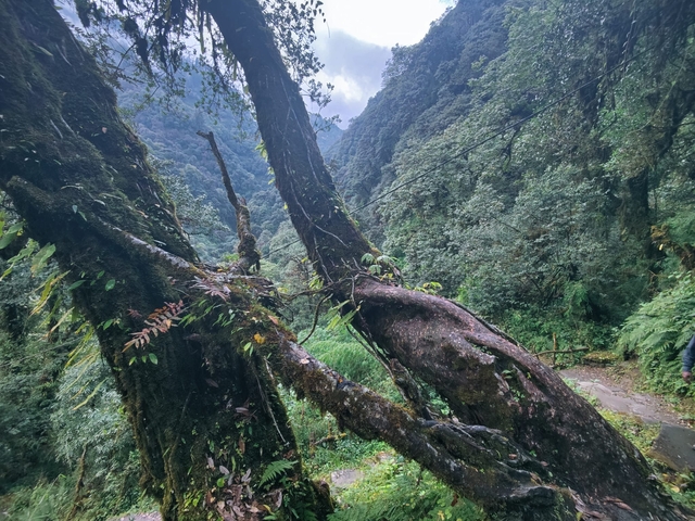 Moss-covered trees in a dense forest.