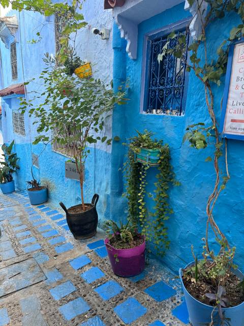 Vividly painted blue walls of a building with greenery.