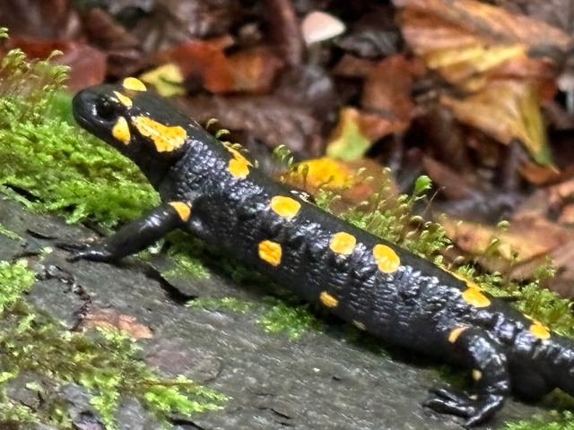Close-up of a salamander on a log.