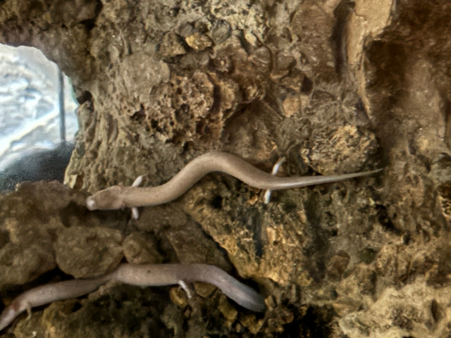 A small pale lizard on a rocky surface.