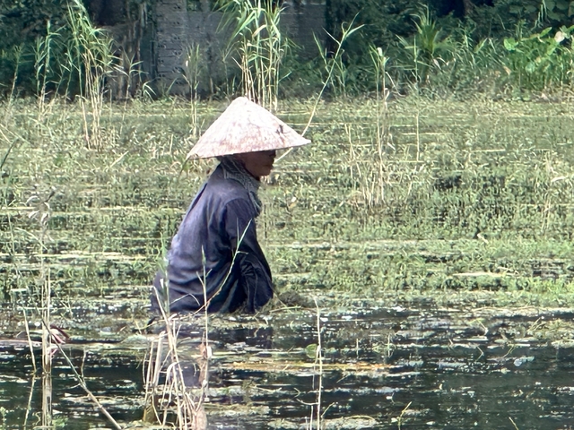 Farmer wearing a conical hat wades through a marshy field harvesting aquatic plants.