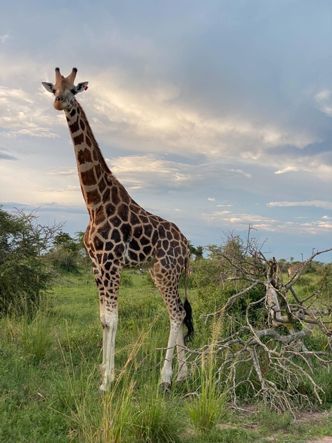 Giraffe standing in a green open field.