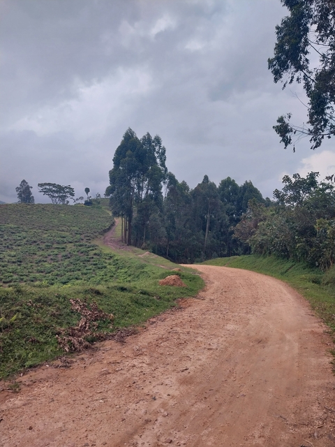 Dirt road winding through a landscape with trees.