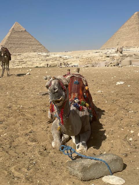 Decorated camel resting in the desert landscape.